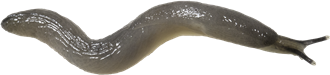 Boettgerilla pallensMASKSNIGEL8,6 × 37,5 mm